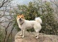 解除禁养中华田园犬,中华田园犬灭绝了么？