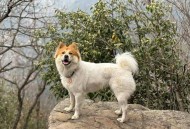 解除禁养中华田园犬,中华田园犬灭绝了么？