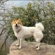 解除禁养中华田园犬,中华田园犬灭绝了么？