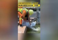 投放5200尾灭蚊鱼,