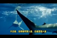 3d大白鲨游戏详细攻略教程,3d大白鲨游戏详细攻略教程图解