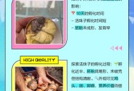 3箱活珠子孵出小鸡,3箱活珠子孵出小鸡怎么办