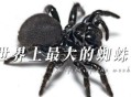大理上空现大量蜘蛛,大理的蜘蛛