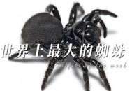 大理上空现大量蜘蛛,大理的蜘蛛