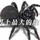 大理上空现大量蜘蛛,大理的蜘蛛