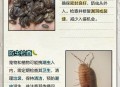 南方出现焖蒸型高温,高温虫子减少吗？