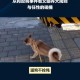 未牵绳大狗扑1岁娃,带着小孩在路上遇到没有牵绳的狗扑过来，怎么打狗？