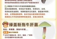用狗试毒蘑菇仍中毒,狗狗能吃蘑菇菌种吗？