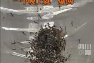 最大蚊子工厂将投产,东北最大的蚊子