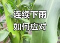 河南玉米收获季遇雨,玉米下完雨还打蔫是怎么回事？