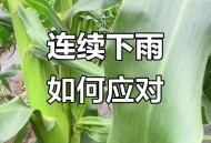 河南玉米收获季遇雨,玉米下完雨还打蔫是怎么回事？