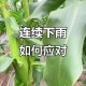 河南玉米收获季遇雨,玉米下完雨还打蔫是怎么回事？