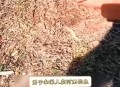 男子意外钓到鳄鱼,钓到鳄鱼仔怎么处理？
