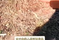 男子意外钓到鳄鱼,钓到鳄鱼仔怎么处理？