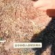 男子意外钓到鳄鱼,钓到鳄鱼仔怎么处理？