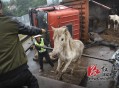 游客自驾撞死6匹马,公路上撞死马谁的责任？