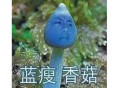 一家四口自驾翻车,网络流行语,老司机开车和翻车是啥意思？