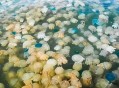 法核电站被水母入侵,水母为什么堵核电站？