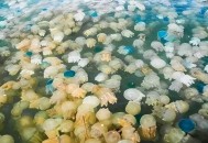 法核电站被水母入侵,水母为什么堵核电站？