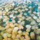 法核电站被水母入侵,水母为什么堵核电站？