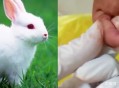 娃喂兔子被咬断手指,娃喂兔子被咬断手指怎么办