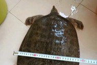 吃野生鳖或内脏损伤,吃野生鳖或内脏损伤大吗