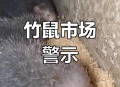 夫妻吃竹鼠确诊肺炎,夫妻吃竹鼠确诊肺炎会传染吗