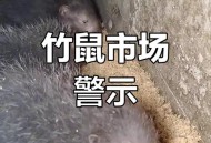 夫妻吃竹鼠确诊肺炎,夫妻吃竹鼠确诊肺炎会传染吗
