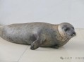 9只斑海豹放归大海,9只斑海豹放归大海还是小海