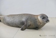 9只斑海豹放归大海,9只斑海豹放归大海还是小海