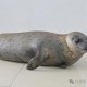 9只斑海豹放归大海,9只斑海豹放归大海还是小海