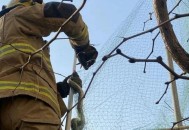 小区惊现2米滑鼠蛇,小区惊现2米滑鼠蛇什么意思