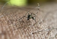 最大蚊子工厂将投产,世界上最大的蚊子排行榜？