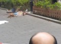 扎伤同事后跳楼身亡,