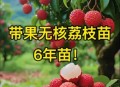 一棵树结30种荔枝,为什么荔枝同一棵树会有大核小核？