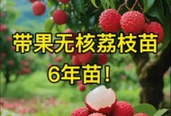 一棵树结30种荔枝,为什么荔枝同一棵树会有大核小核？