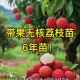 一棵树结30种荔枝,为什么荔枝同一棵树会有大核小核？
