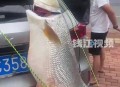 男子绑60斤鱼遛街,被钓到的大鱼也被遛累吗？