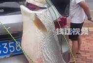 男子绑60斤鱼遛街,被钓到的大鱼也被遛累吗？