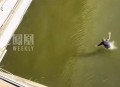 保安深夜救落水女生,西安：女子汉城湖景区跳桥落水，保安未脱衣服就下水救人, 你怎么看？