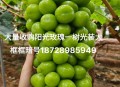 阳光玫瑰变阳光没贵,阳光玫瑰变阳光没贵的原因
