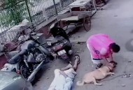 男子持铁锤砸死路人,男子持铁锤砸死路人视频