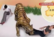 在动物园偷拽老虎毛,动物园老虎是怎么来的？