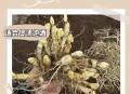 长白山挖参纯技术流,长白山人参可以随便挖吗？