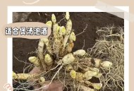 长白山挖参纯技术流,长白山人参可以随便挖吗？