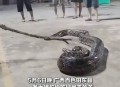70斤蟒蛇生吞30斤羊,70斤蟒蛇生吞30斤羊什么意思
