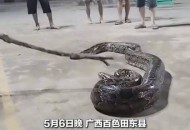 70斤蟒蛇生吞30斤羊,70斤蟒蛇生吞30斤羊什么意思