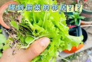 女子半夜偷菜赔2千,邻居偷吃我家地里的黄瓜，中毒花了几千，现在要求赔偿，怎么办？