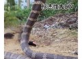 小区惊现2米滑鼠蛇,昆明闹市小区现2.5米长剧毒眼镜王蛇, 你怎么看？