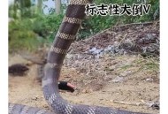 小区惊现2米滑鼠蛇,昆明闹市小区现2.5米长剧毒眼镜王蛇, 你怎么看？
